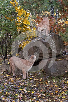 Pair of Cougars Puma concolor Look at Each Other at Rock Den Autumn