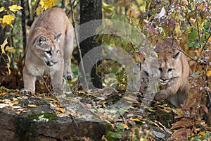 Pair of Cougars Puma concolor Pounce From Atop Rock Autumn