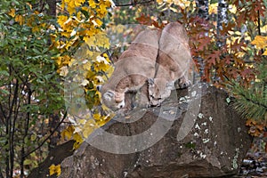 Pair of Cougars Puma concolor Sniff About Atop Rocks Autumn