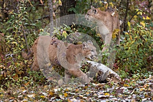 Pair of Cougars Puma concolor Walk in and at Edge of Woods Autumn