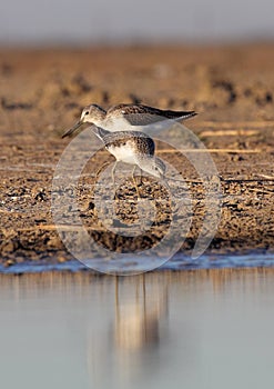 Pair of course Redshank photo