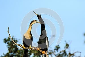 Pair of Courting Anhingas