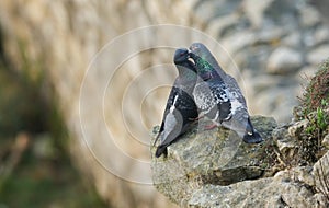 A pair of courting Feral Pigeons Columba livia perched on the edge of a cliff.