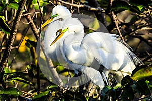Pair of Courting Great Egrets photo