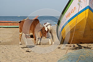 Pair of cows on the beach