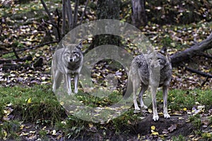 Pair of Coyotes in fall, forest environment
