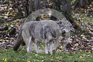 Pair of Coyotes in fall, forest environment