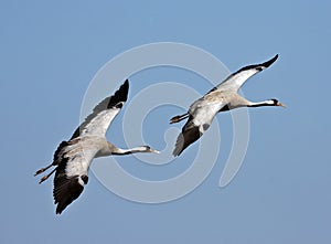 Pair of cranes photo