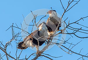 Pair of Crested Caracara Enjoying the Sunrise