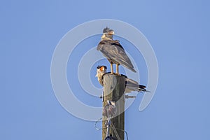 Pair Of Crested Caracaras Perched On An Electrical Post