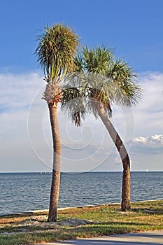 Pair of crooked palm trees