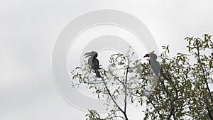 pair crowned hornbill in a tree at lake manyara- 4K 60p