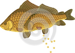 Pair of crucian carp fishes during spawning isolated on white