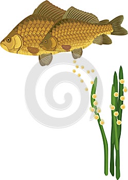 Pair of crucian carp fishes during spawning isolated on white