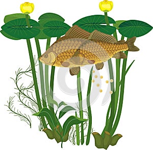 Pair of crucian carp fishes during spawning and and yellow water-lily plants isolated on white