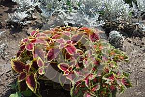 Pair of cultivars of Coleus scutellarioides with colorful foliage photo