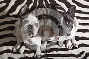 Pair of curious cute French bulldog dogs looking towards the owner and waiting for something