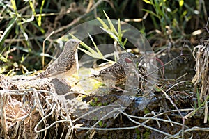 Pair of Cut-Throad finches Amadina fasciata