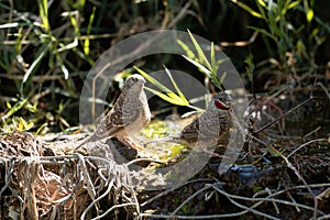 Pair of Cut-Throad finches Amadina fasciata