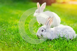 Pair of Cute adorable white and grey fluffy rabbit sitting on green grass lawn at backyard.Small sweet bunny walking by meadow in