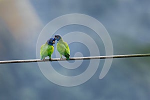 Pair of cute Blue-headed parrots loving one another