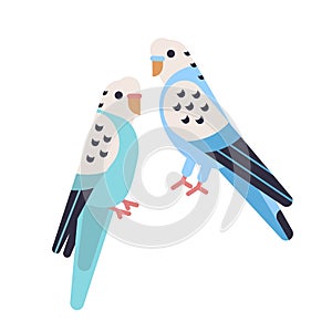 Pair of cute budgerigars isolated on white backgro. Domesticated budgies. Funny parakeets. Exotic tropical birds photo