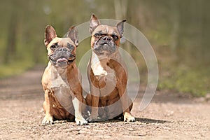 Pair of cute fawn French Bulldog dogs in forest