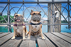 Pair of cute fawn French Bulldog dogs sitting on wooden bridge in front of lake