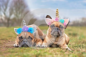 Pair of cute French Bulldog dogs dressed up with unicorn costume headbands with flowers lying down