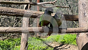 Pair of cute green parrots moving together on a wooden branch in a park
