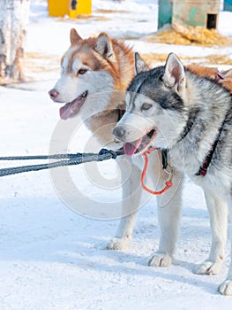 Pair of cute husky dogs at dog sled farm in close-up