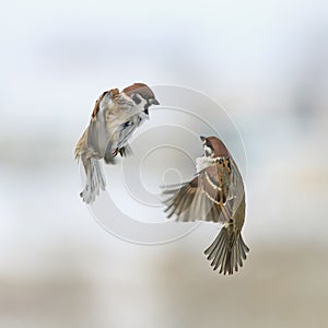 A pair of cute little Sparrow birds fly in the winter sky next a