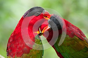 pair of cute lories parrot birds showing love and devotion