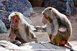 Pair of cute monkeys sitting on a rock during daytime