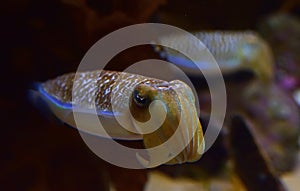 A pair of cute mourning cuttlefish curling the arms with the second one in the background