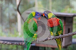 A pair of cute multi-colored parrots look at each other