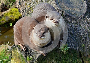 Pair of cute Otters sitting close together