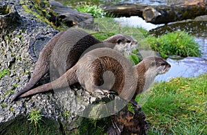 Pair of cute Otters sitting together near water