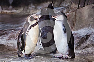 A pair of cute penguins the Humboldt penguin are facing each other, the bird relationship is love or care for the offspring