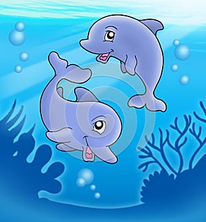 Pair of cute playing dolphins