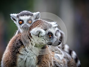 Pair of cute ring tailed lemurs