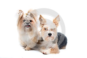 Pair cute small dogs