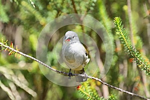 Pair of cute Swee Waxbill finches perch on a branch