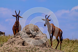 Pair of cute topi antelopes standing in a grassy wilderness under a pale blue sky on a sunny day