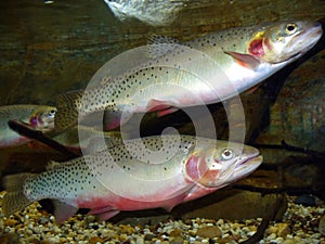 Pair of Cutthrout Trout