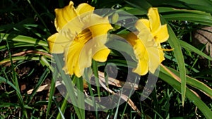 A pair of daffodils