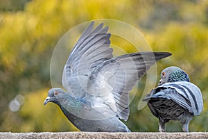 Pair of dancing rock pigeons against the blurred yellow background