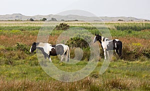 Pair of Dark Brown and White Horses Grazing in Meadow