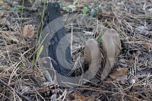 A pair of dark young parasol mushroom with a distinctive ovoid u photo