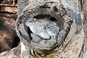 A pair of Dassies in a tree
